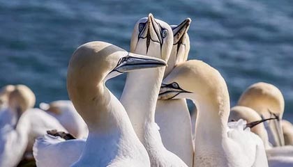 BOB半岛体育平台：引领线上体育娱乐的新纪元