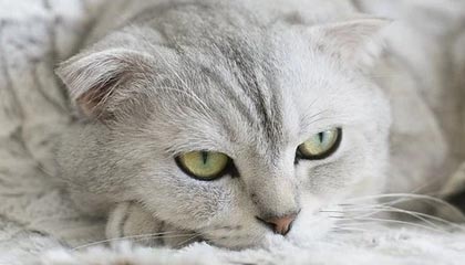 开云APP-实力榜：马刺居首活塞第二 湖人第11勇士NO.18