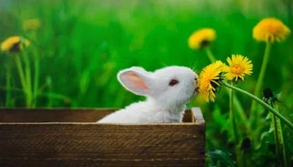 开云APP-实力榜：马刺居首活塞第二 湖人第11勇士NO.18